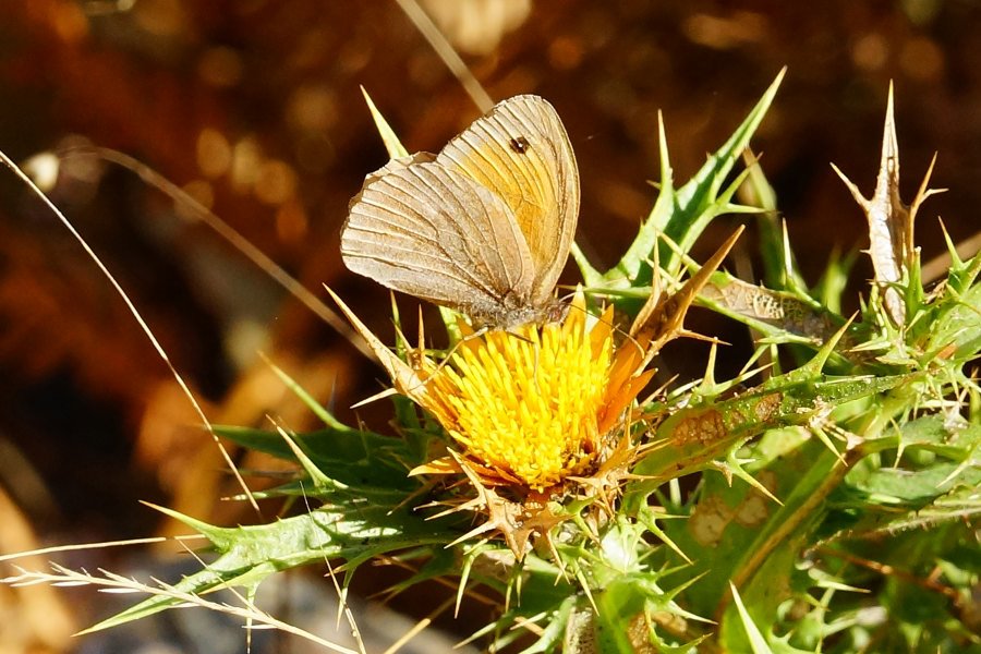 Maniola nurag, maschio